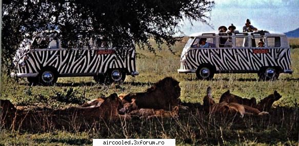 fun safari bus