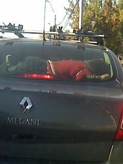 :hi: in loc de catzel... fun