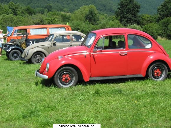 bog beetle 1965