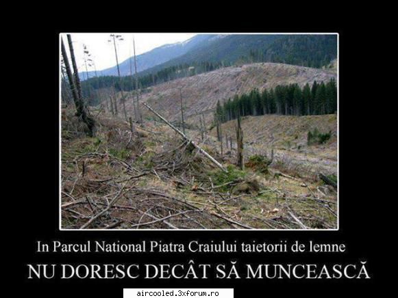 poiana lu'iocan ..cum bre, mancati ciuperci din pedure?? ati pai i-a reclamat nimeni?? cand trec dubash