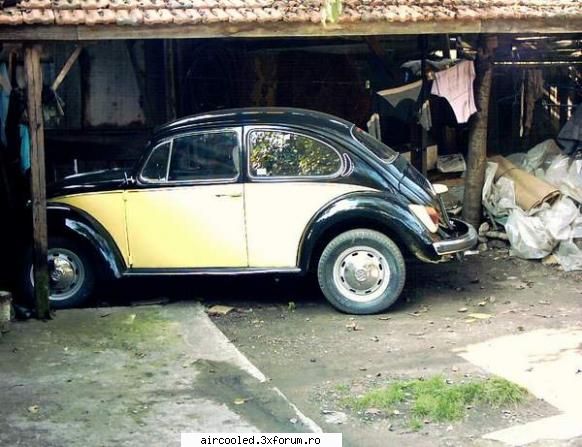 inca o poza... brotacul verde si brotacul negru