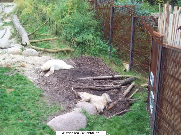 u'shiiii! zoo mulhouse, ieri. d'ale lui mishu