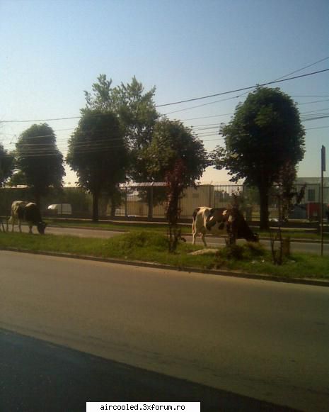 FUN - azi, faza tare--pe Iuliu maniu, pana in primul - broscar in timpul liber