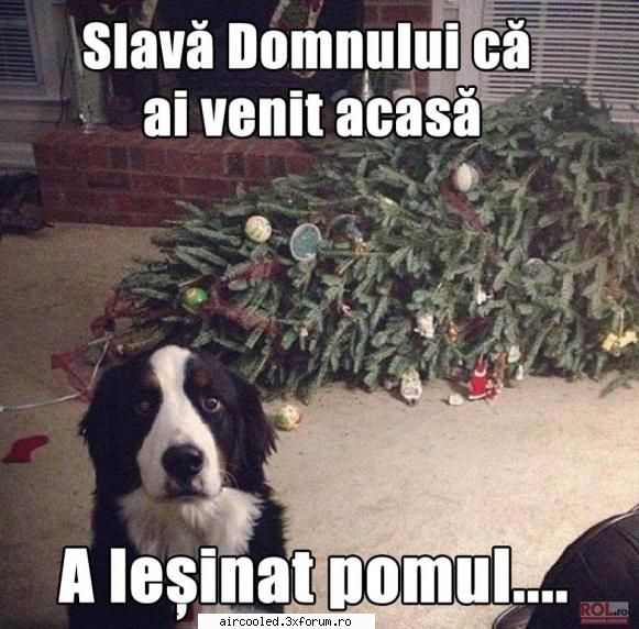 FUN - MishuL - broscar in timpul liber