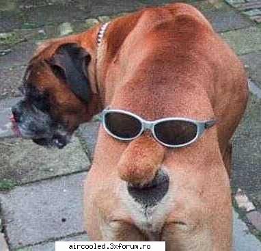dog disguise fun