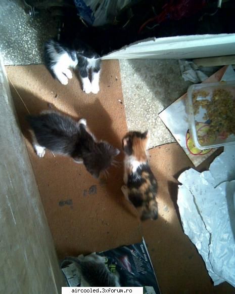 :zzz: cand mergeam, sambata la tzara, sa iau rama zisa, m'a mancat in c...   in fund si-am oprit