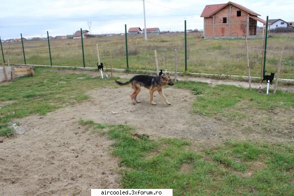 Viata la tara - TZepeSH - broscar in timpul liber
