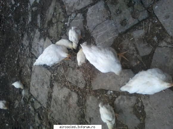 Viata la tara - Poate hiberneaza tzantzarii vreu sa zic.Si fumul - broscar in timpul liber