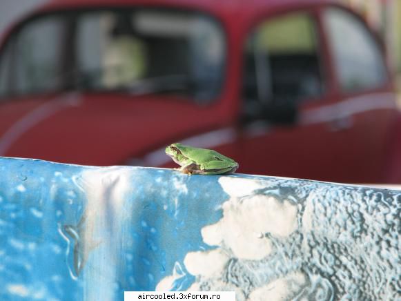 Viata la tara - doua broscute :) - broscar in timpul liber